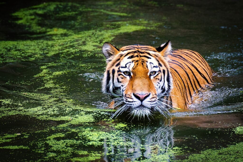 tiger, swamp, big cat-2535888.jpg